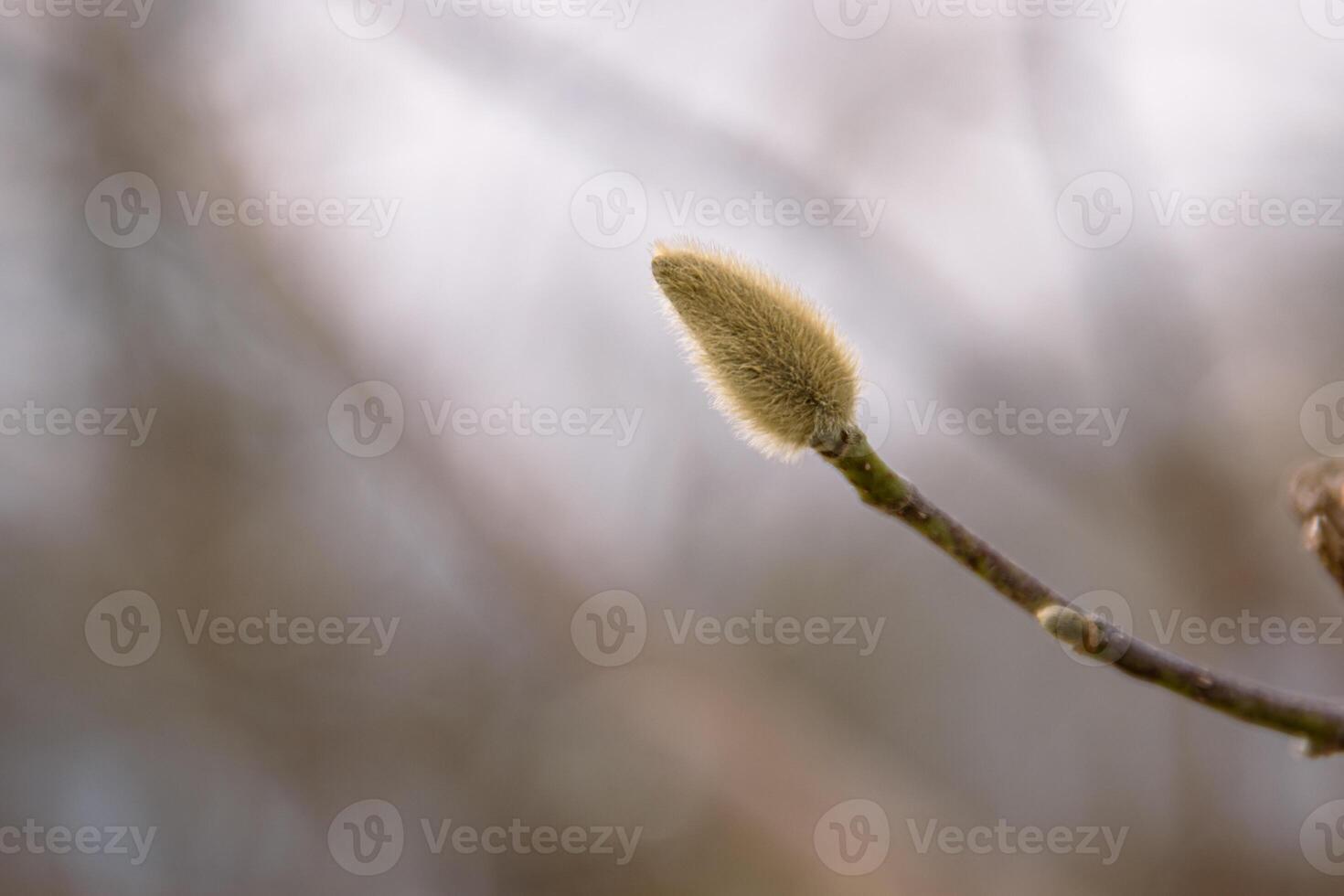 Pussy willow branch close-up. Natural Spring background with pussy-willow branch with catkins. Willow buds. Spring symbol. Spring season. Selective Focus. Copy Space photo