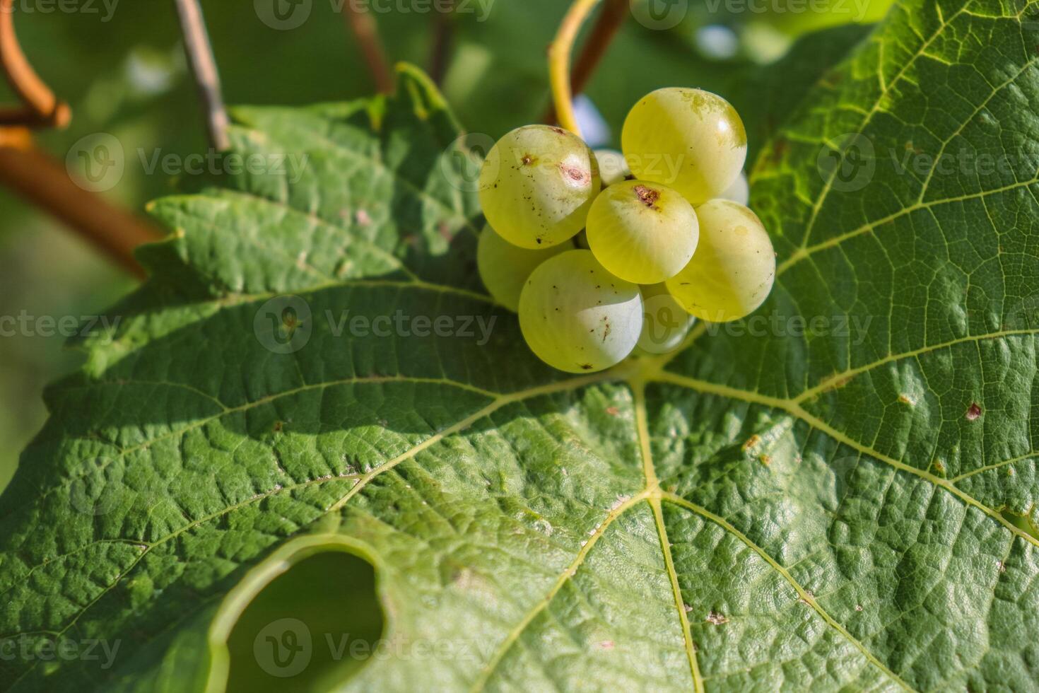 Small bunch of ripe white grapes on the green leaf background. Greenery pattern. Close-up of the few grape berries. Detail of the wine leaves. photo