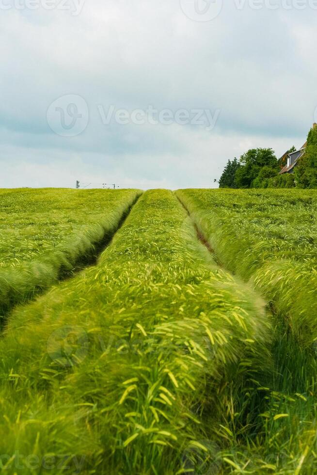 Tractor foot prints in dark rye field. Cloudy summer day. Crop rotation can maintain soil fertility, rural landscape and agriculture concept, copy space, selected focus photo