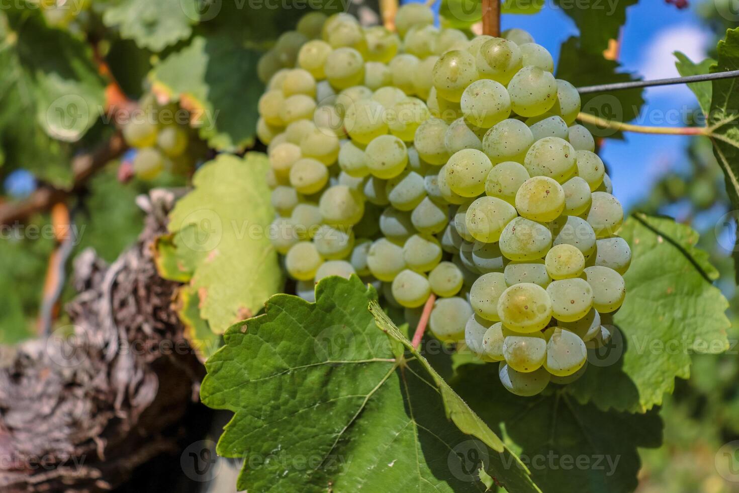 Close up of large white ripe grapes hanging on a branch. Grape farming. Grapes farm. Big tasty green grape bunches. Blue sky on the background. With Selective Focus. photo