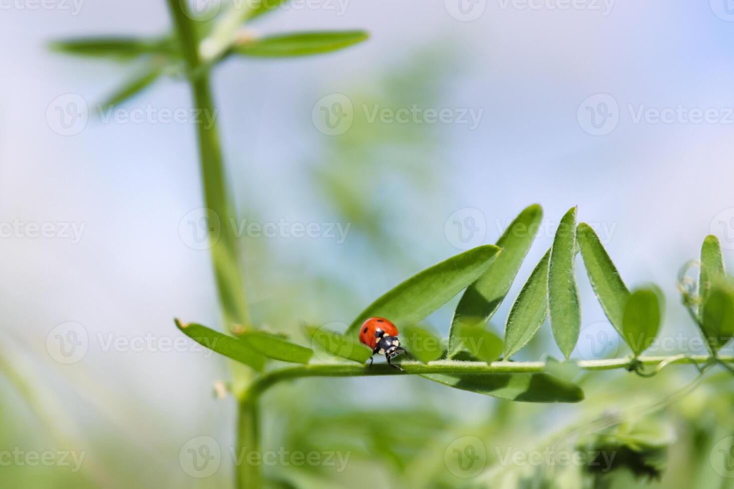 Ladybird on a sweet pea leaves. Blue cloudy sky background. Ladybug life. Spring Vetch plant on a wild meadow. Low angle view.  Copy space. Selective focus. photo