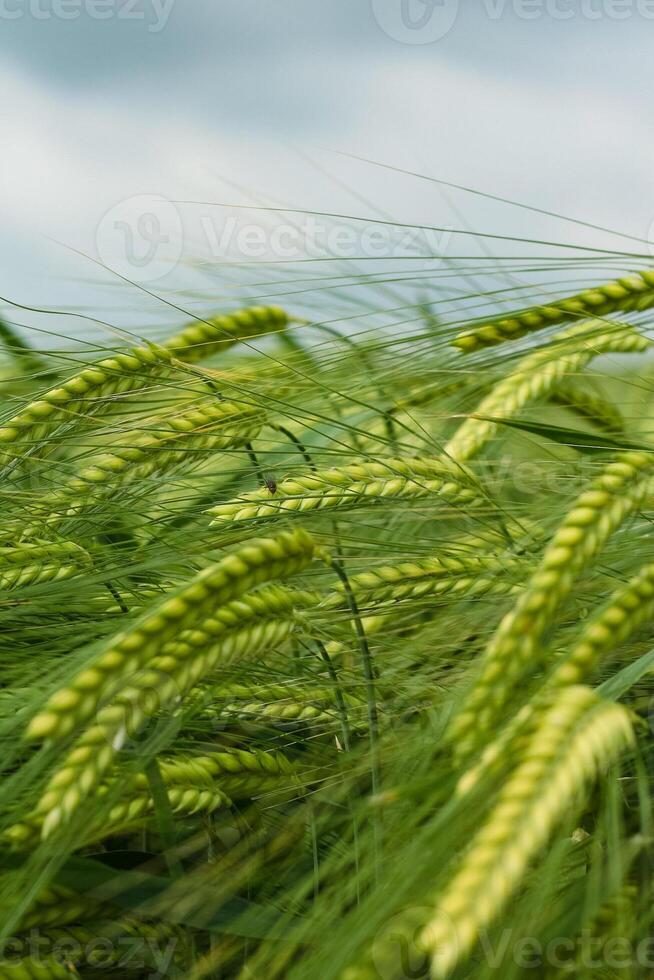 Field of green rye. Young green wheat. Late Spring, early Summer day. Close-up. Free space for text on a soft blurry sky background. photo