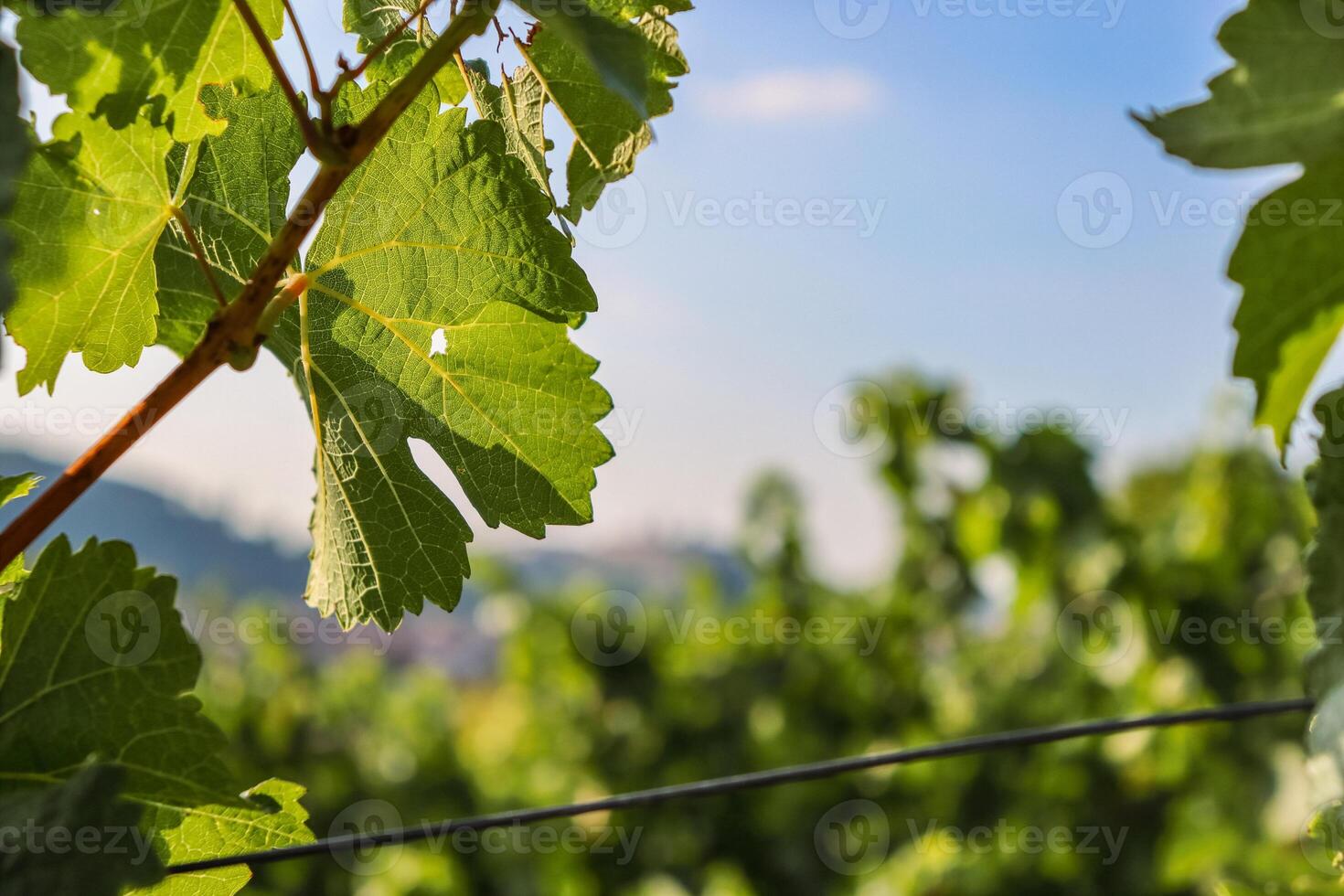 Vineyard in summer. Close-up of green Grape leaves in sunlight. Details of wine grape leaves on the blue sky background. Grape arch. Cultivation of home grapes. Copy Space. Selective focus photo