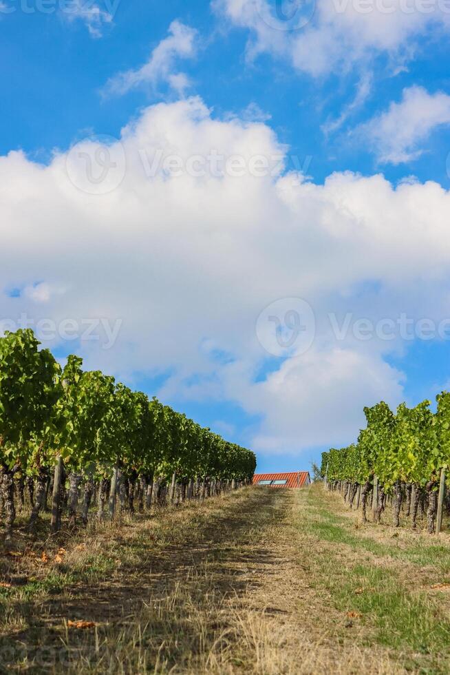 Scenic view of the road going up between  vineyard rays in the grape field. Blue sky with white clouds. Cloudy weather. Wurzburg, Franconia, Germany. Little House up in the hill. Background, wallpaper photo