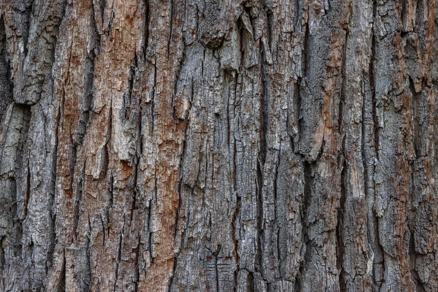 Closeup of an old tree bark. The rough skin of an old tree. Natural wood background. Wooden texture. photo