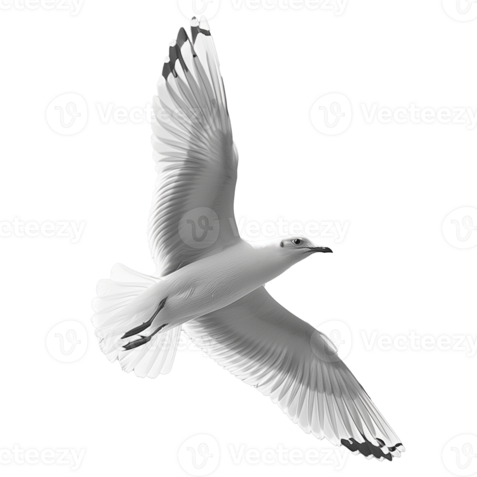 AI generated Graceful seagull flying against a transparent background png
