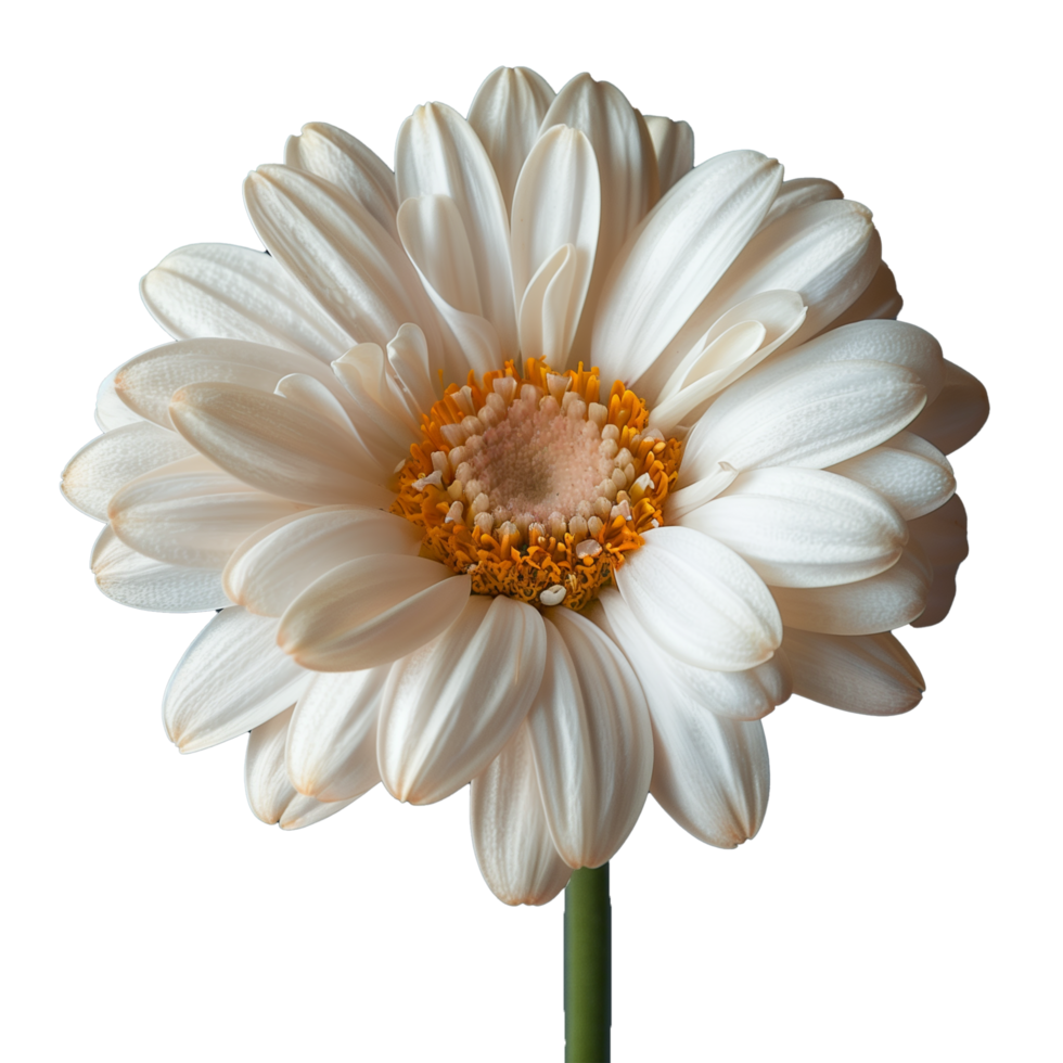 ai genererad elegant vit gerbera daisy isolerat på en transparent bakgrund png