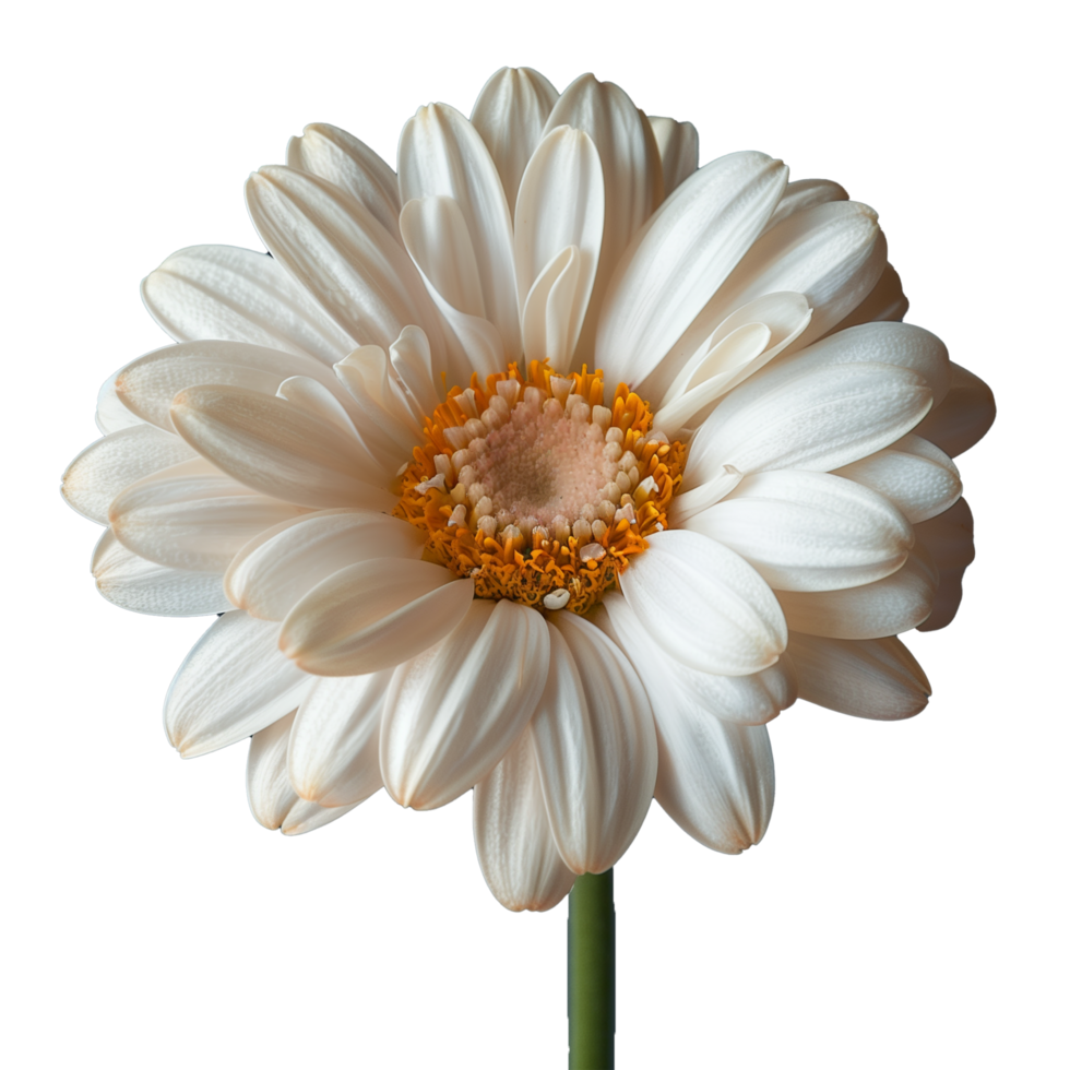 ai généré élégant blanc gerbera Marguerite isolé sur une transparent Contexte png