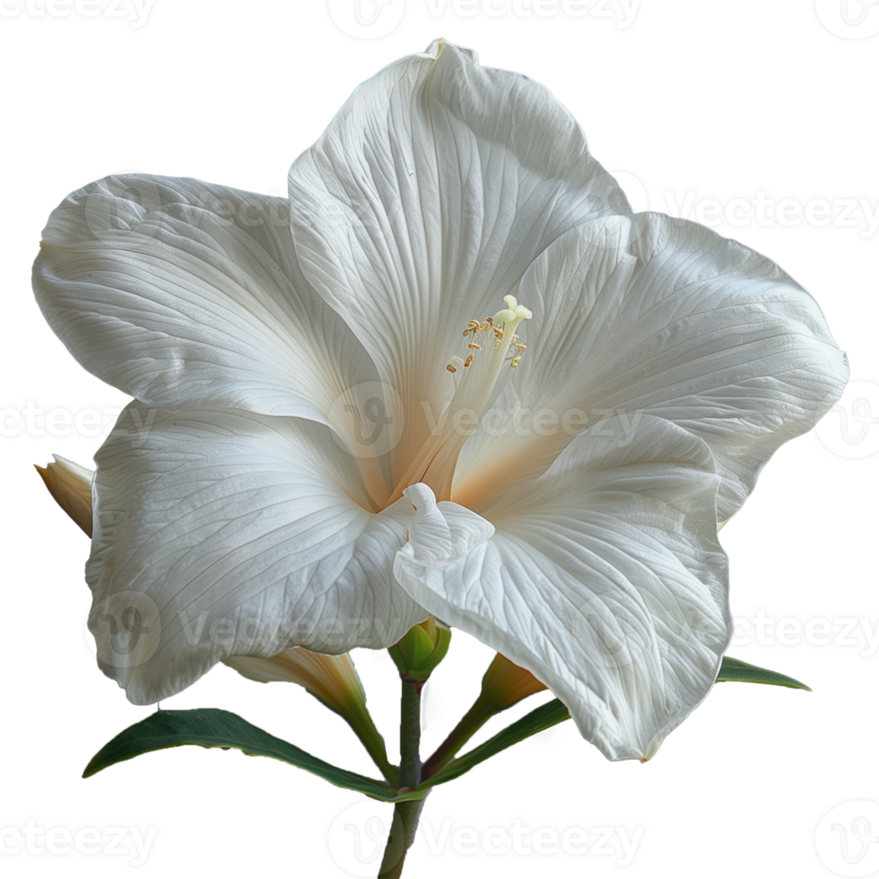 AI generated Elegant white amaryllis flower on transparent background png
