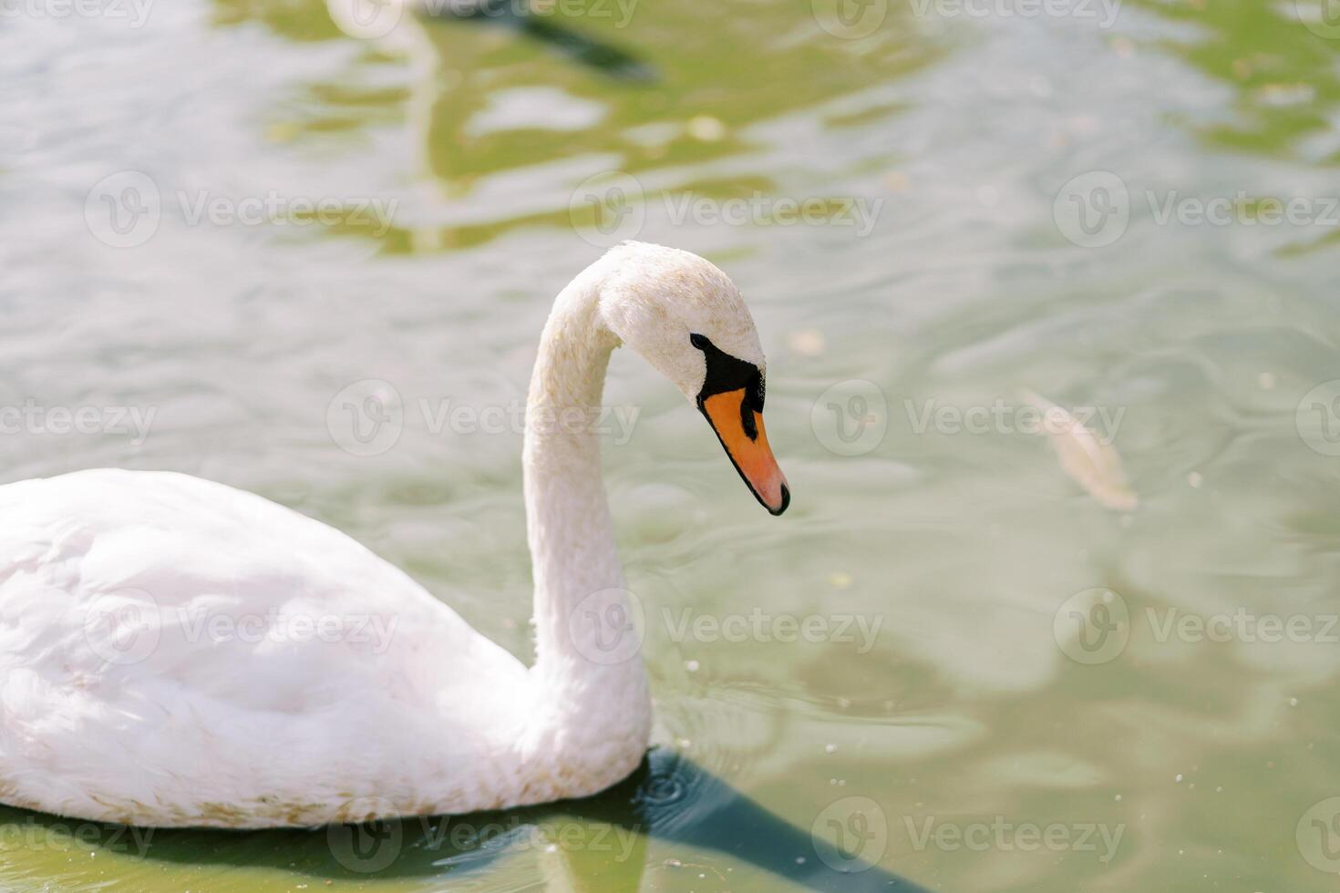 White swan swims in a green pond looking at its reflection photo