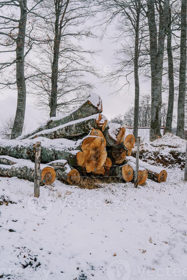 pila de aserrado registros mentiras detrás un cerca en un Nevado bosque foto