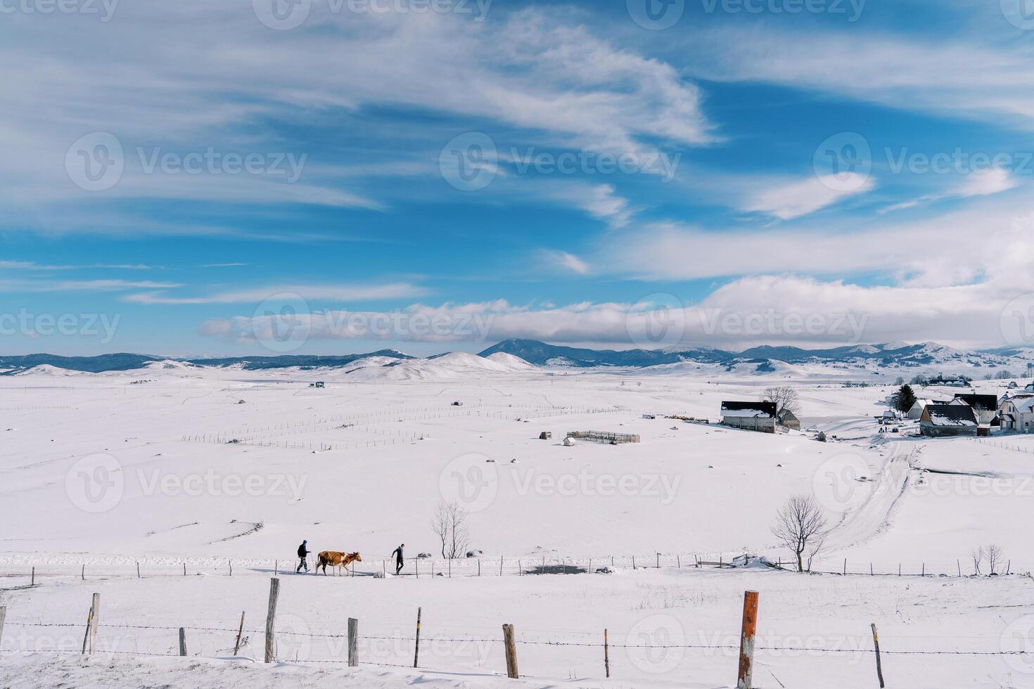 Farmers lead a cow on a rope along a snowy plain in the village photo