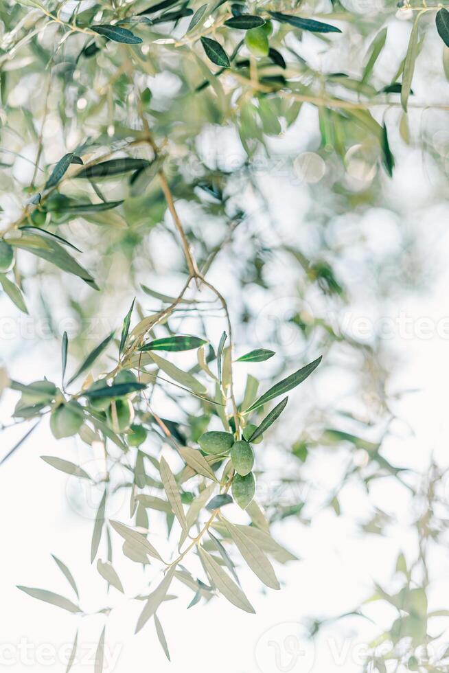 verde aceitunas colgar en el ramas de un árbol entre denso follaje en contra el fondo de un soleado cielo foto