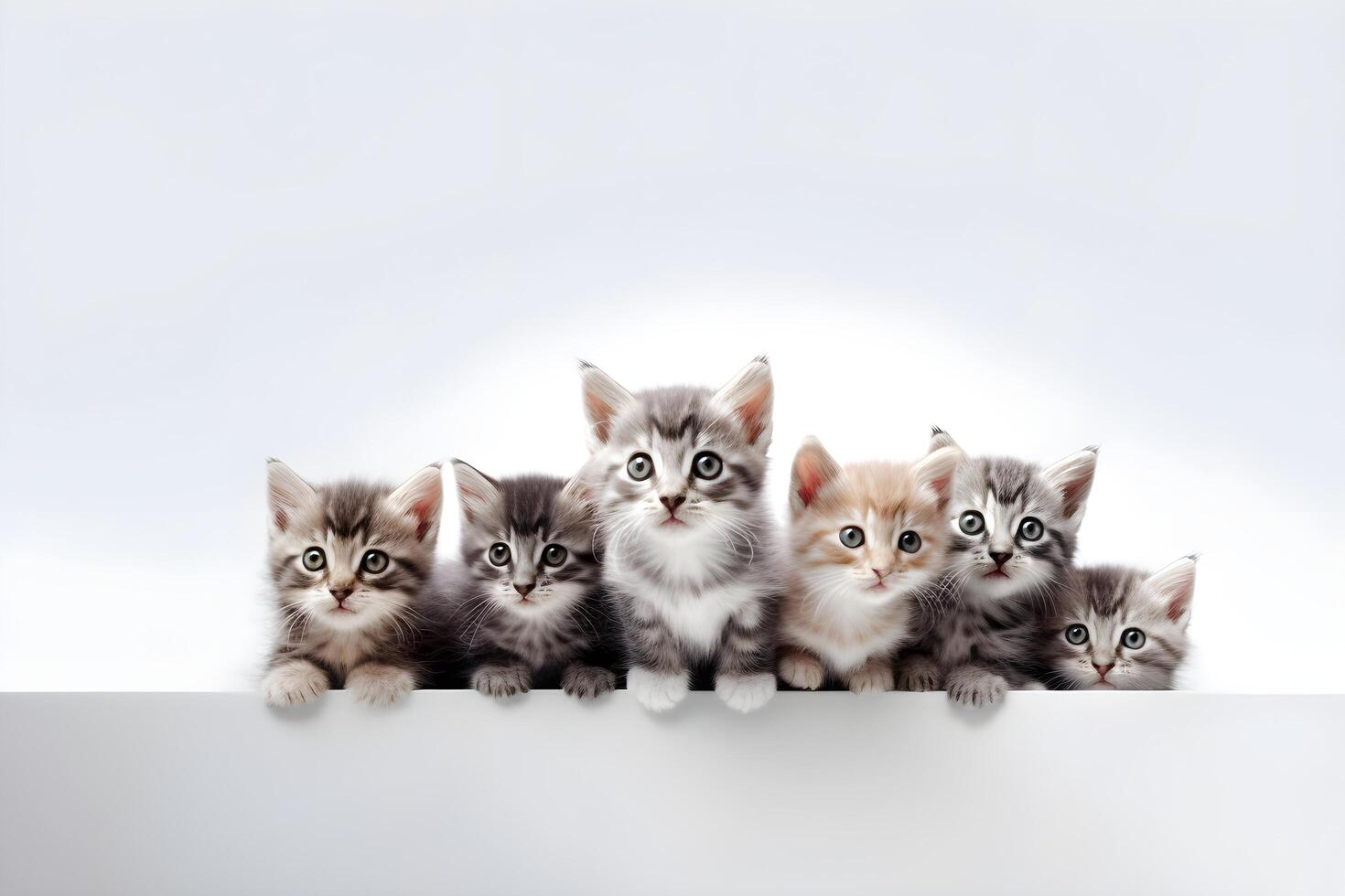 a group of kittens sitting on a white wall photo