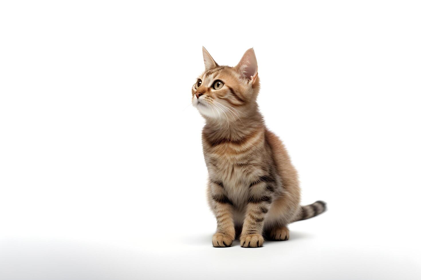 a kitten is looking up at the camera with plain background photo