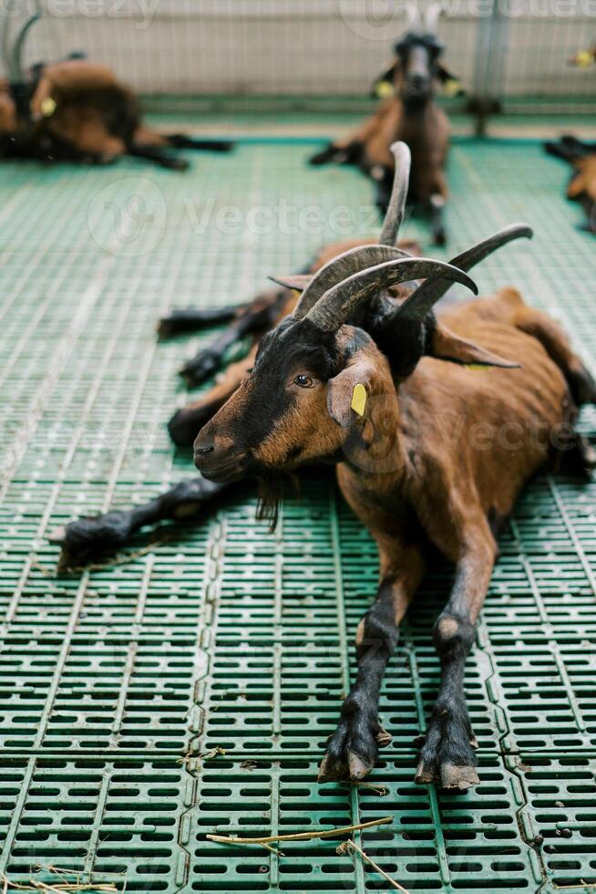 Brown baby goats with ear tags resting in a pen on a farm photo