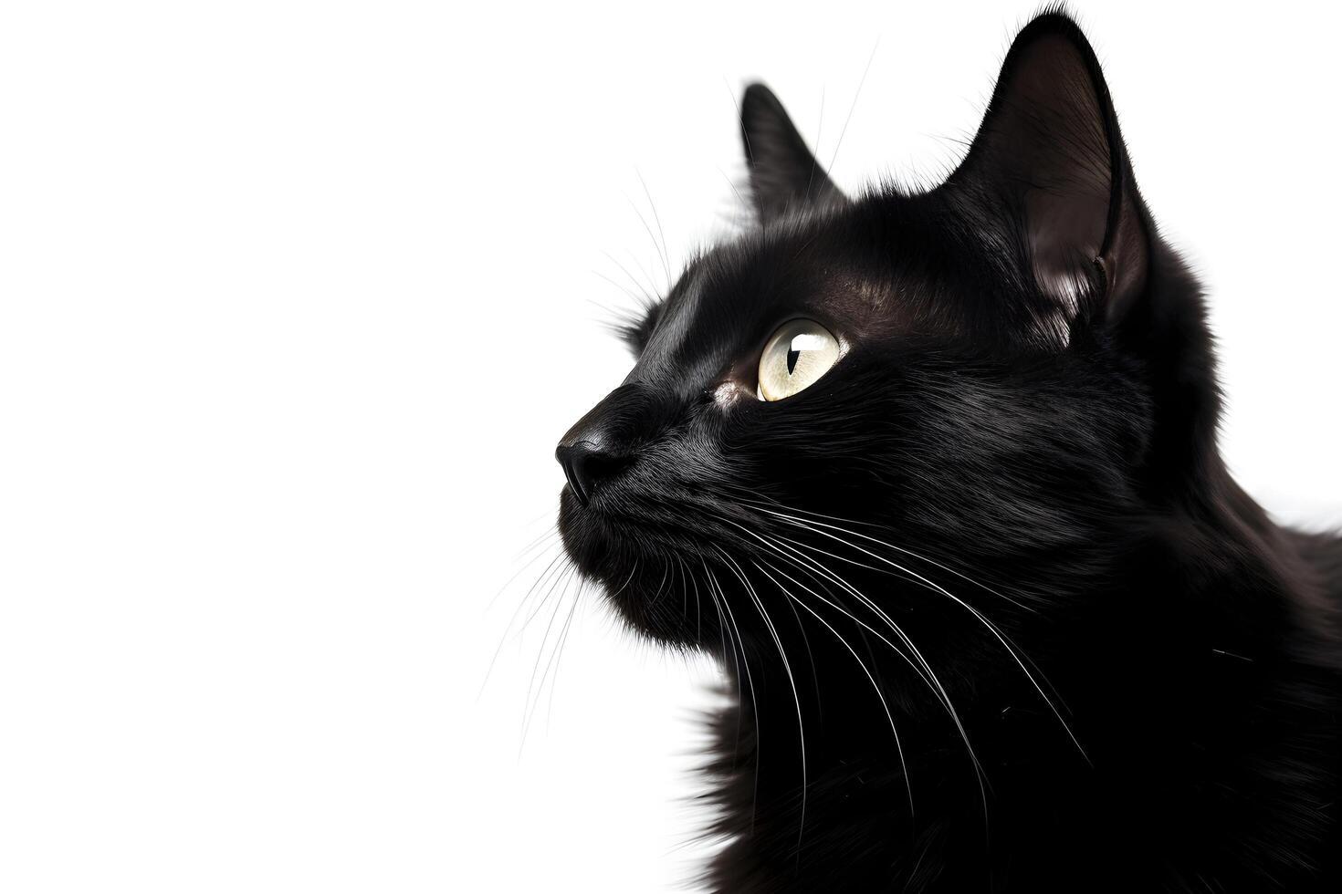 a kitten is looking up at the camera with plain background photo