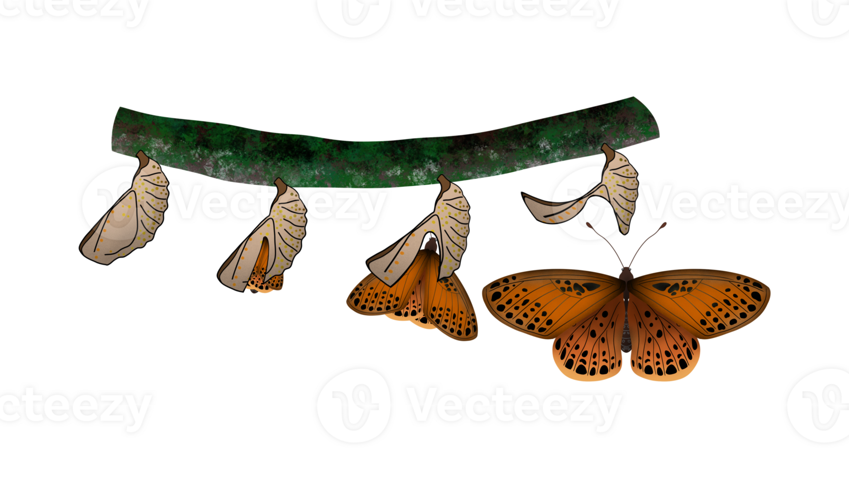 Life cycle of common wing butterfly, metamorphosis from caterpillar to chrysalis, Butterfly life cycle, Cartoon caterpillar insects metamorphosis, eggs, larva, pupa, Life Cycle of Butterfly, animals png