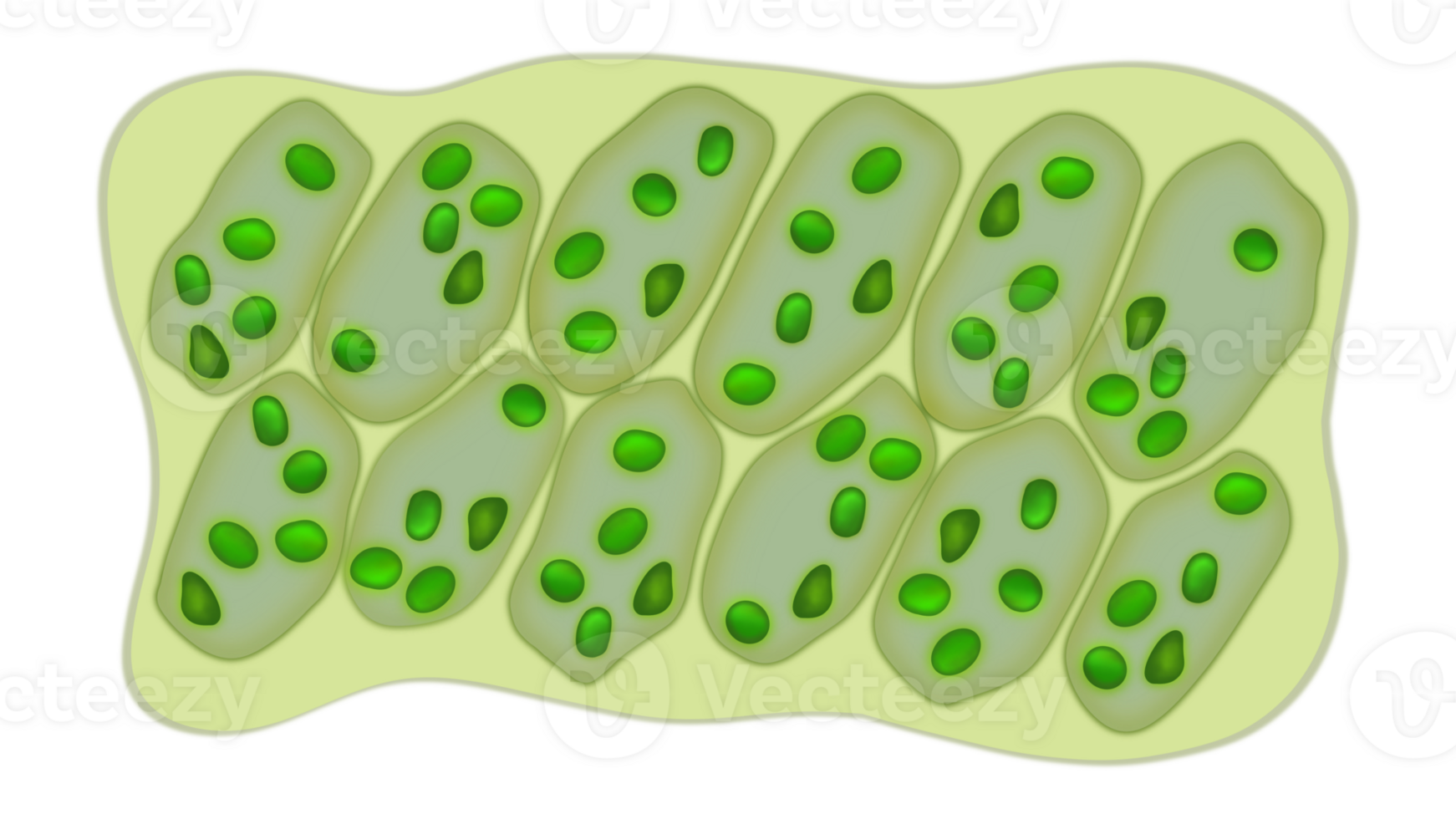 feuille cellules microscope grossissement, plante feuille microscopique structure, l'eau plante feuille cellules avec les chloroplastes, chlorophylle ou chloroplaste biotechnologies, biologique Soleil panneaux pour électricité production png