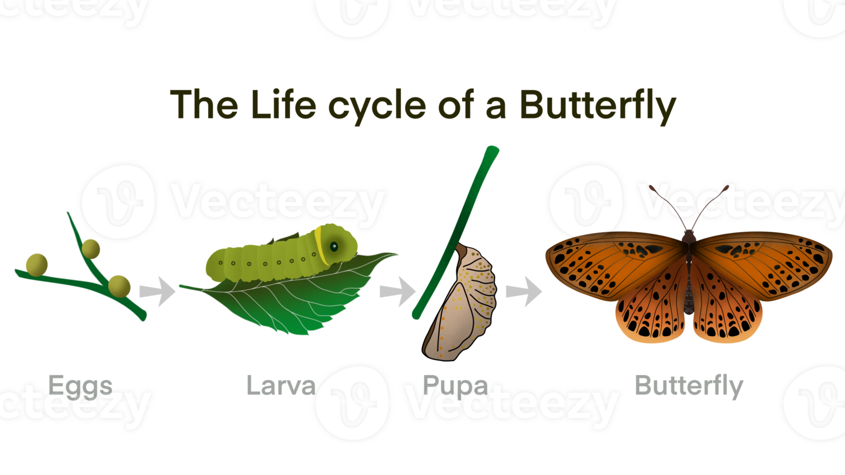 Butterfly life cycle, Cartoon caterpillar insects metamorphosis, eggs, larva, pupa, Life Cycle of Butterfly diagram, life cycle of a butterfly from an egg to a beautiful butterfly, educational biology png