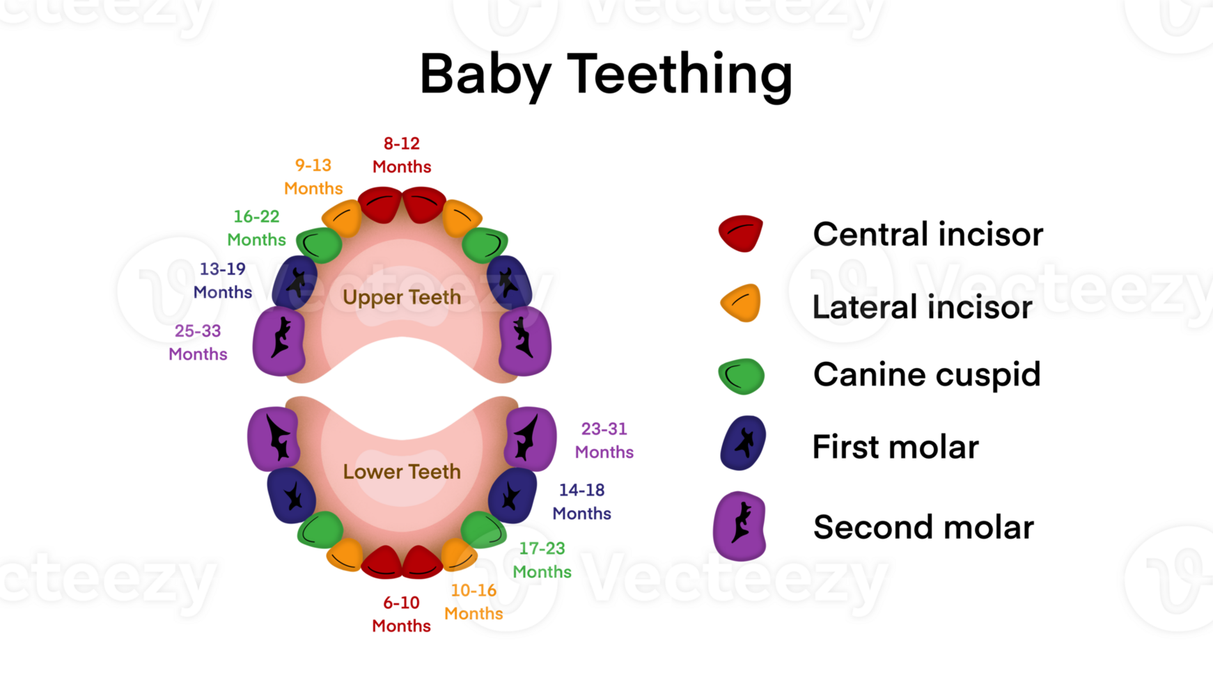 primero diente en un niño, bebé dientes con primario diente erupción y derramamiento hora contorno diagrama, educativo esquema con abierto boca y dental incisivo, canino y molar, bebé dientes crecer png