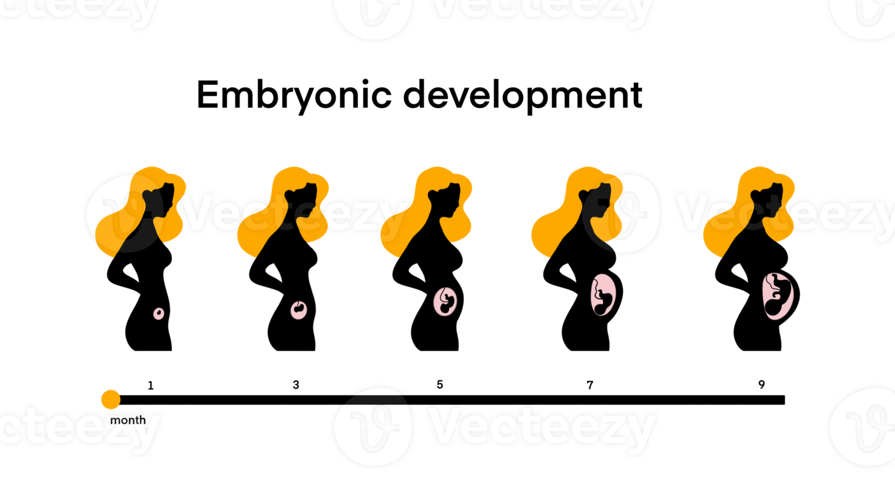 Pregnant woman, fetus inside the womb, Pregnant woman's belly inside, Motherhood, Embryonic development, fetus cycle from 1 to 9 month to birth, Stages prenatal growth healthy fetus png