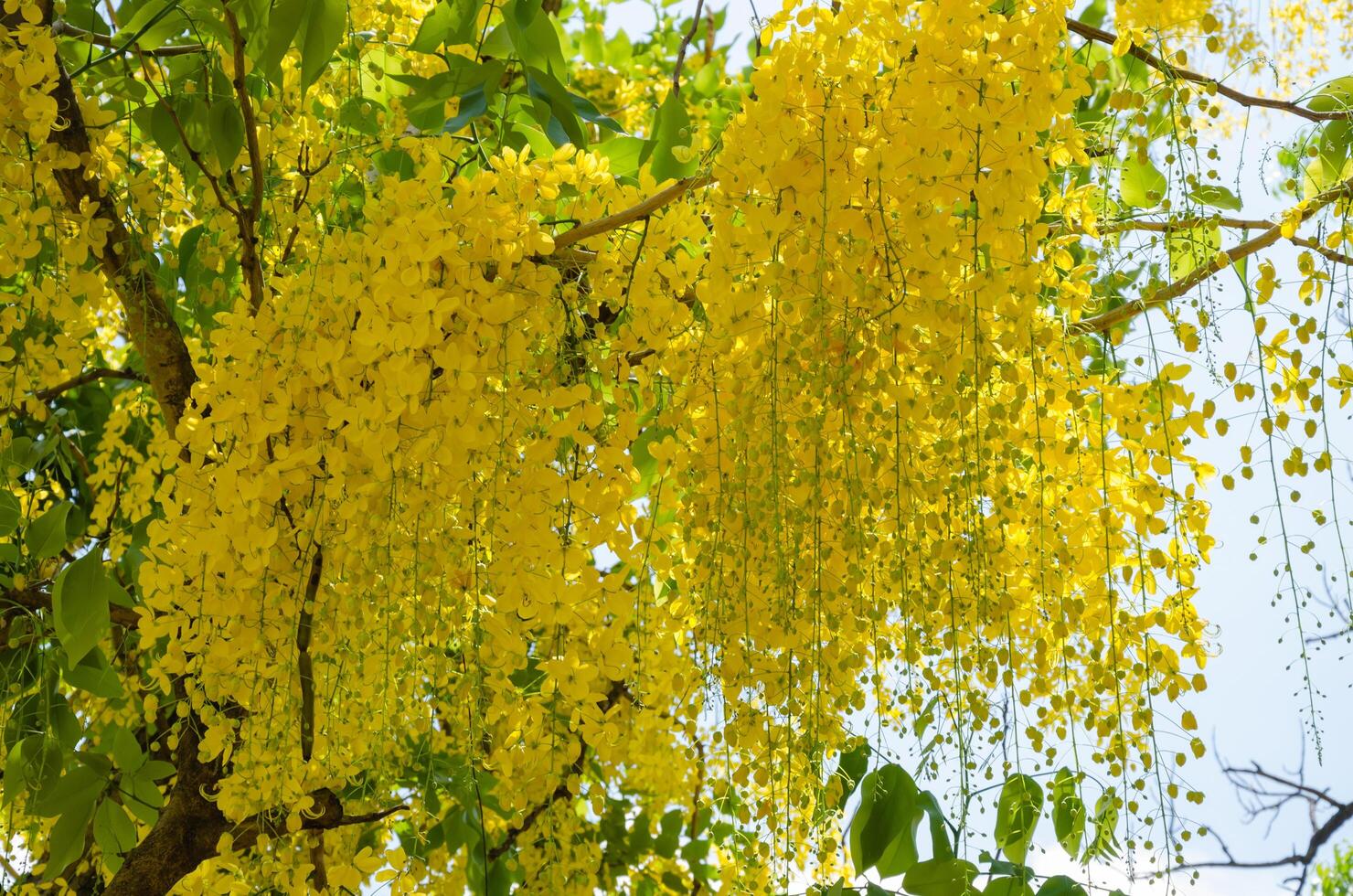 Yellow Blossom of Cassia Fistula or Golden Shower Tree Blooming in Summer photo