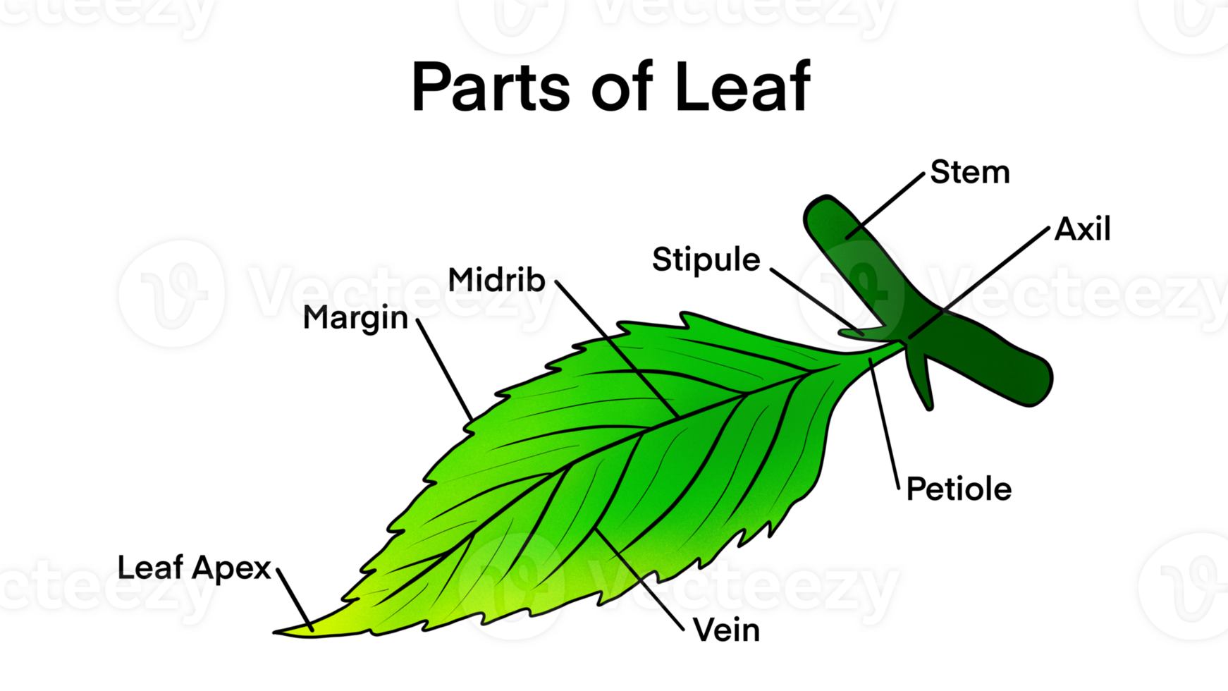 Basic leaf parts, external structure infographics, Leaf anatomy, Structure of a leaf, educational school png