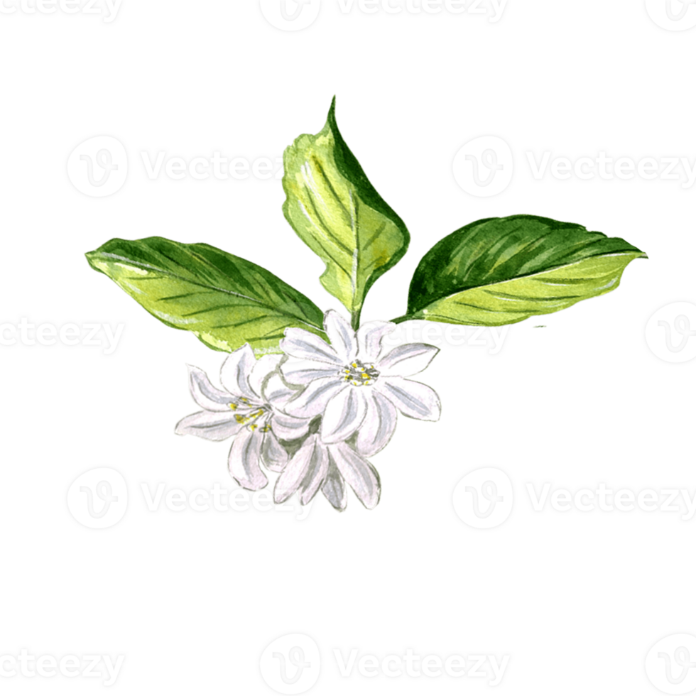 Composition of white flowers and green leaves of citrus, lemon and orange.  Watercolor hand drawn illustration  for different design,  making stickers, printing packaging, textiles png