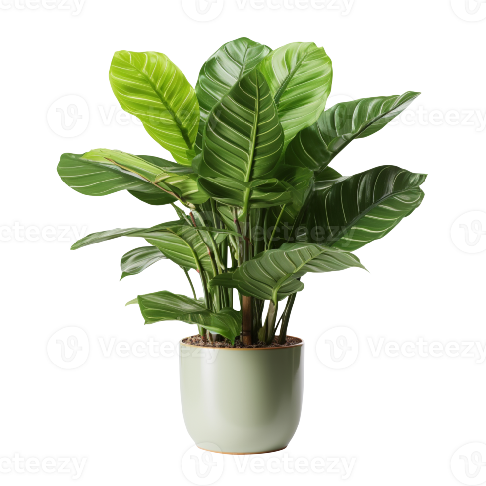 AI generated Single potted houseplants isolated on transparent background png