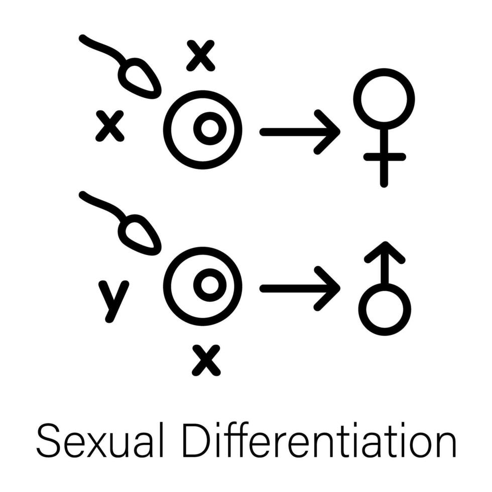 Trendy Sexual Differentiation vector