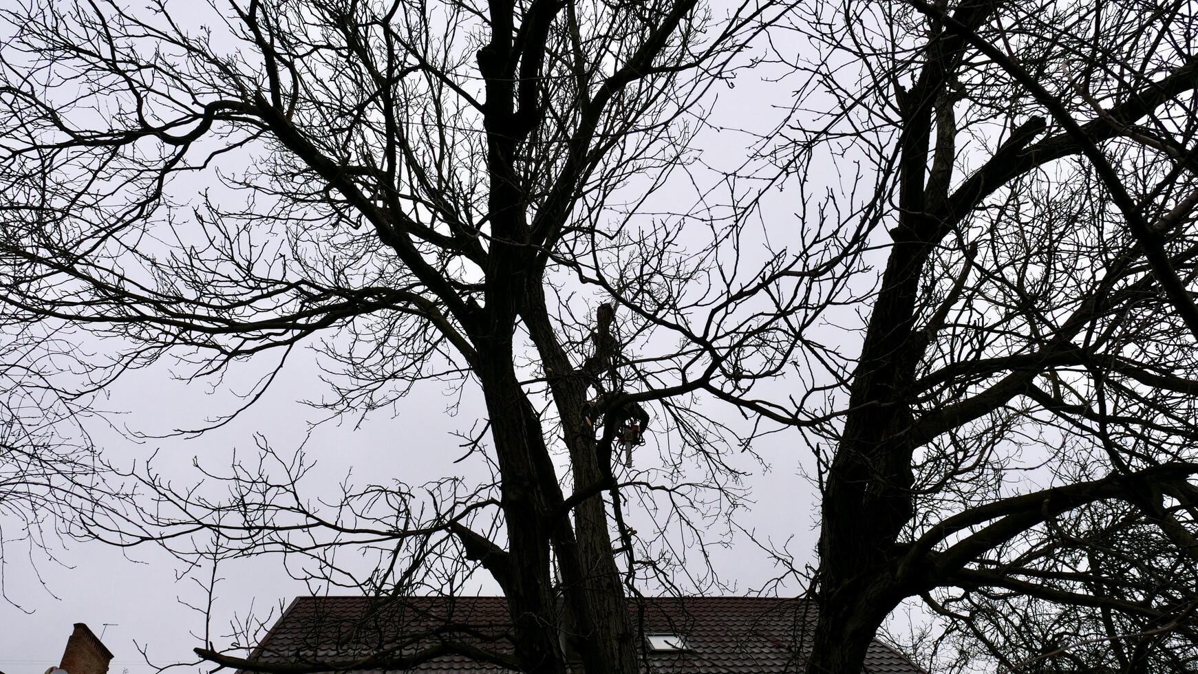 A person, man, arborist is chopping and cutting a tree in front of a house under the cloudy winter sky, altering the natural landscap photo