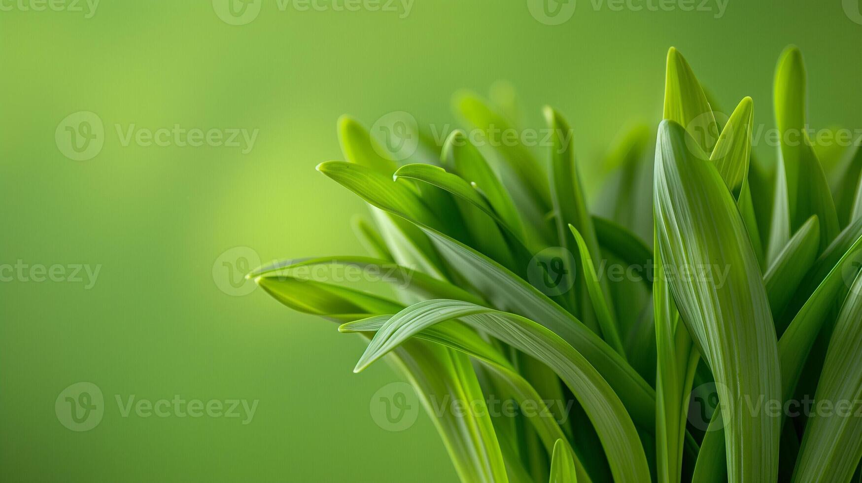 AI generated A detailed close up of wild leek plant with identifiable features, isolated on a gradient background photo