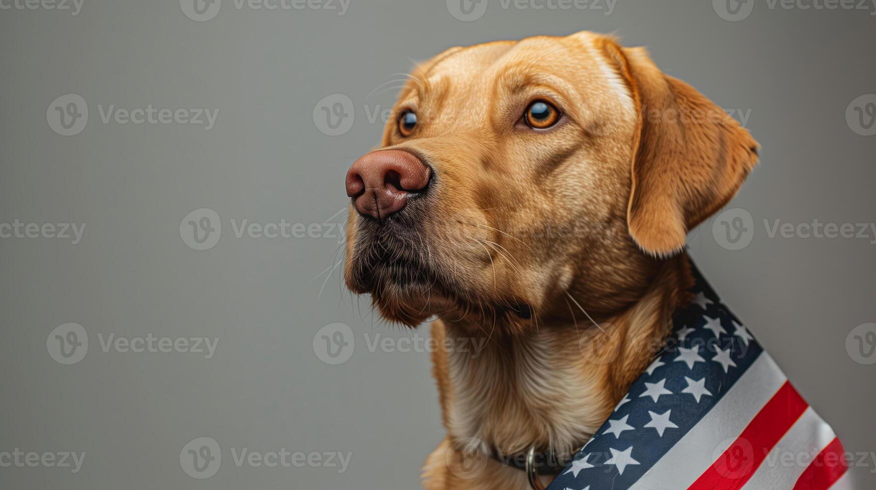 AI generated Close up of a solemn faced yellow Labrador Retriever wrapped in an American flag, representing patriotism, possibly for holidays like Memorial Day or Independence Day photo