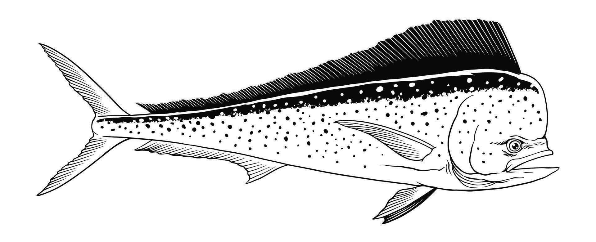 Mahi-Mahi Fish Hand Drawn Illustration Vintage vector