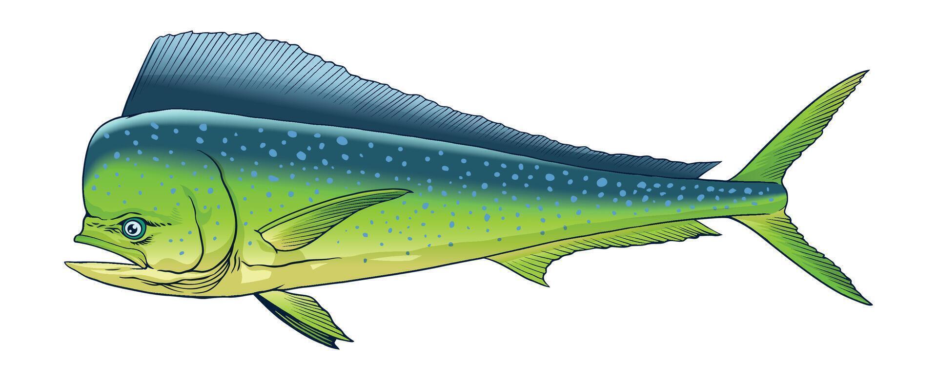 dorado pescado mano dibujado realista ilustración vector