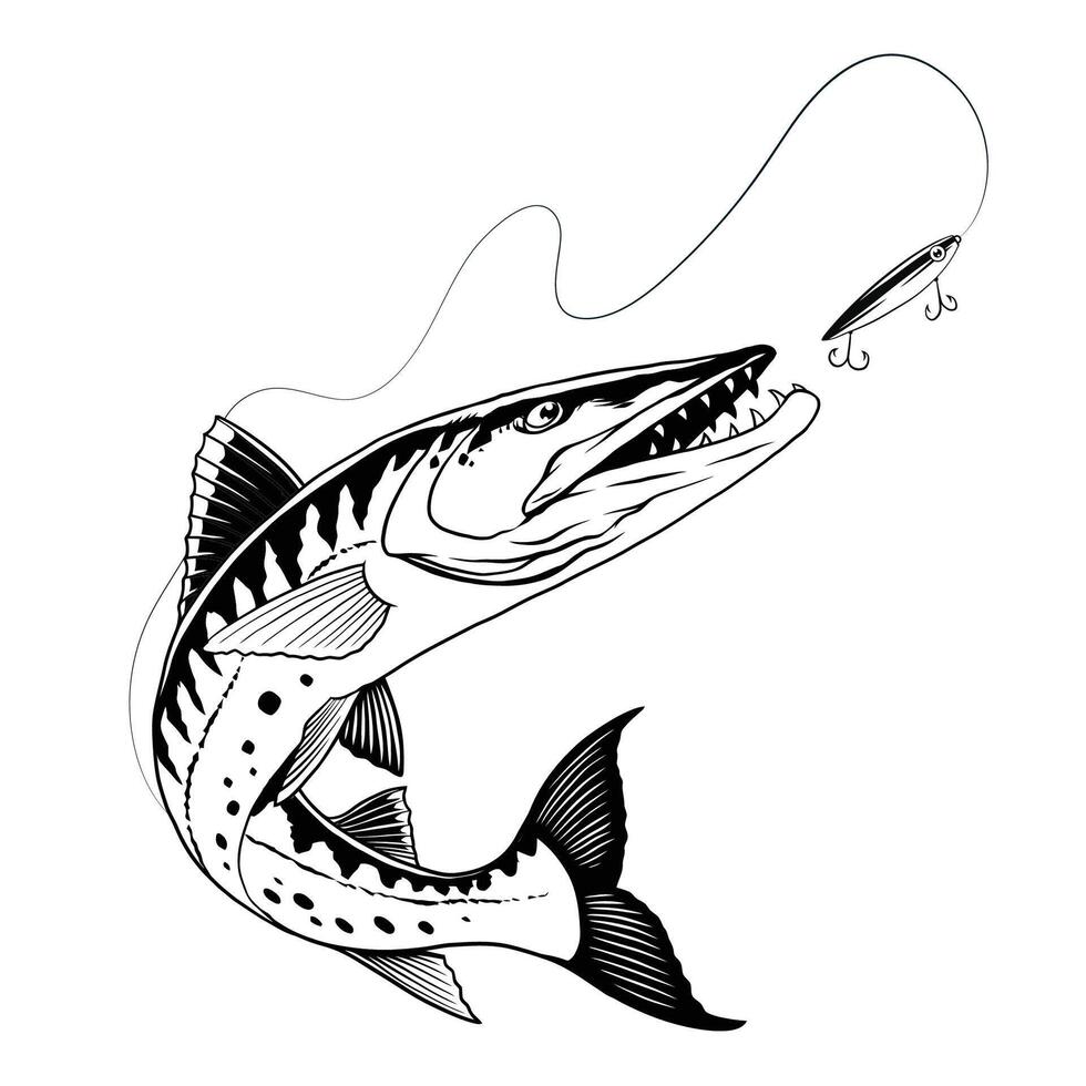 Barracuda fish catching the fishing lure black and white vector