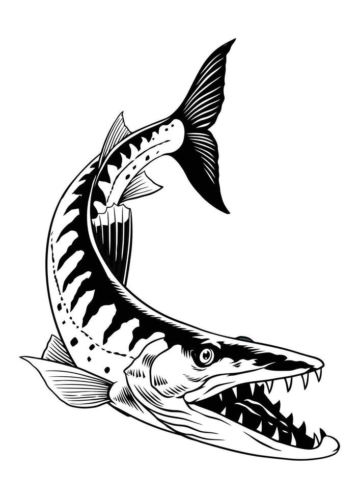 Barracuda Fish Illustration Isolated Black and White vector