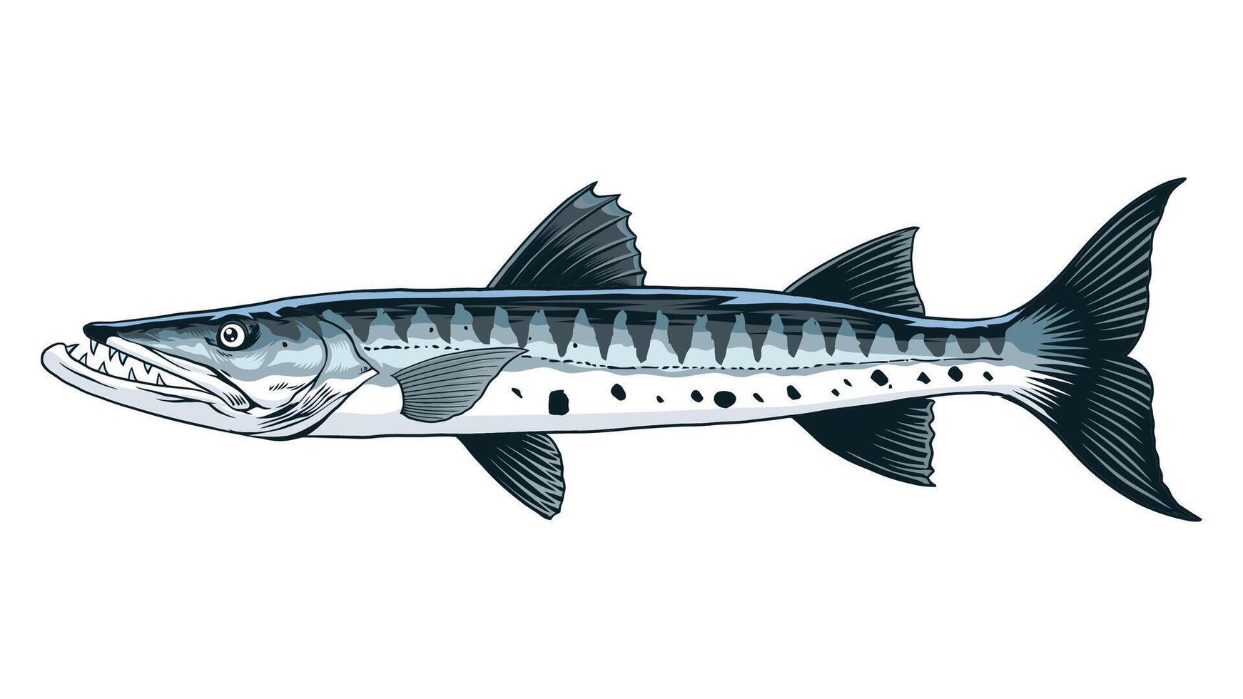 Barracuda Fish Full Colored Vintage vector