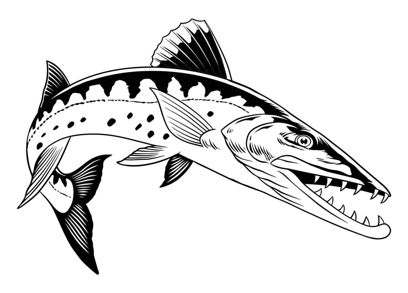 Hand Drawn Illustration of Barracuda fish Jumping Isolated vector