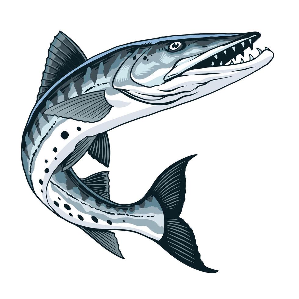 Hand Drawn Illustration of Barracuda Fish Vintage vector