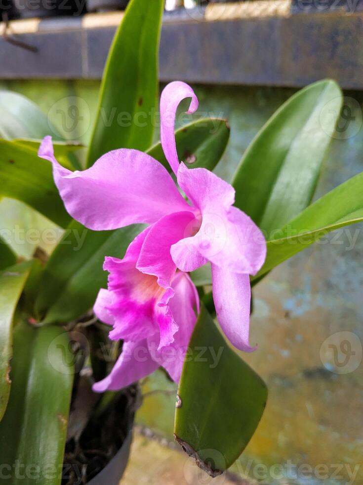 purple hybrid cattleya orchid with blurry background photo