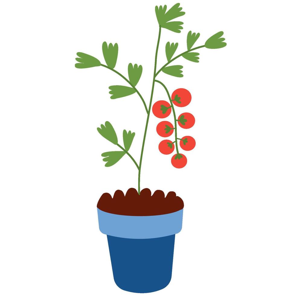 Tomato bush in pot for houseplant. Potted tomato seedlings, plants city farm, agriculture. vector