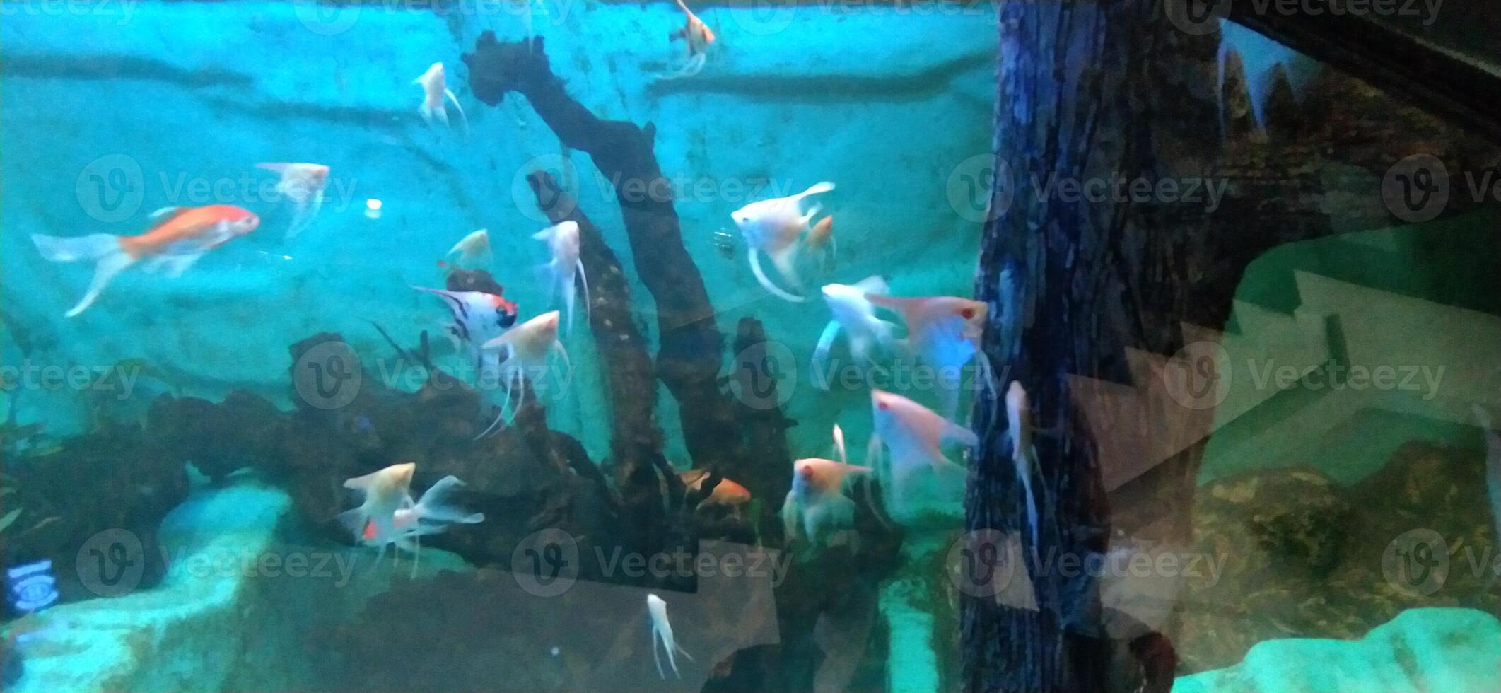 peces en el acuario foto