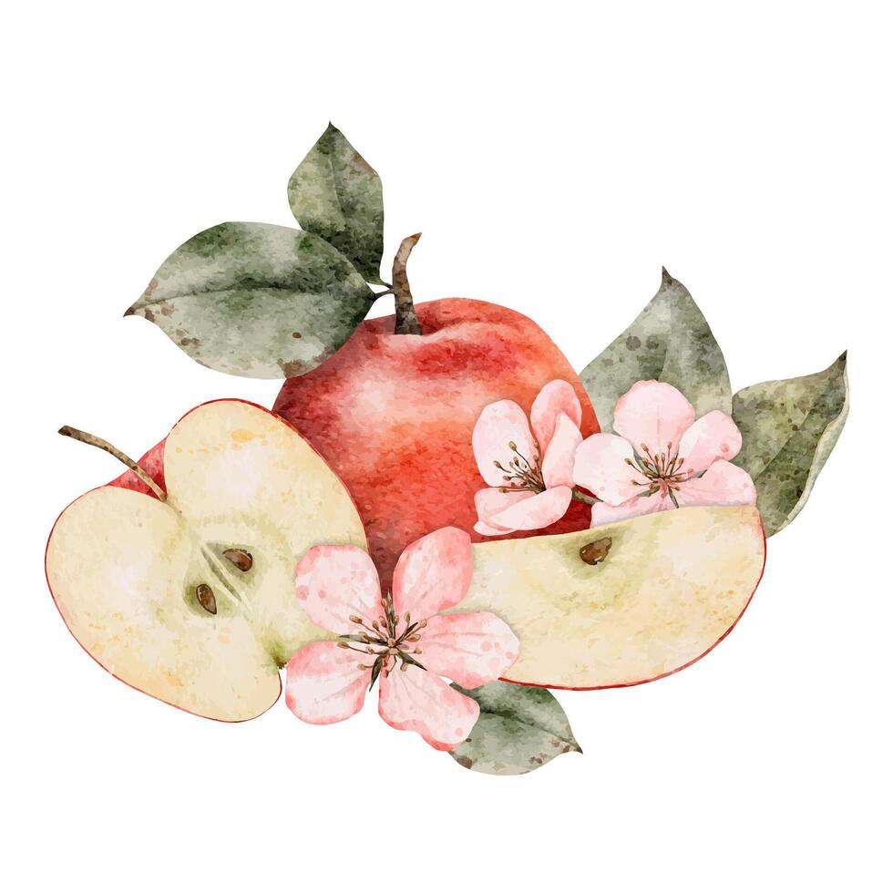 acuarela floreciente manzana árbol sucursales, verde y rojo maduro manzanas composición. mano dibujado manzana rebanadas ilustración para jugo embalar, tarjeta, invitación, etiquetas vector