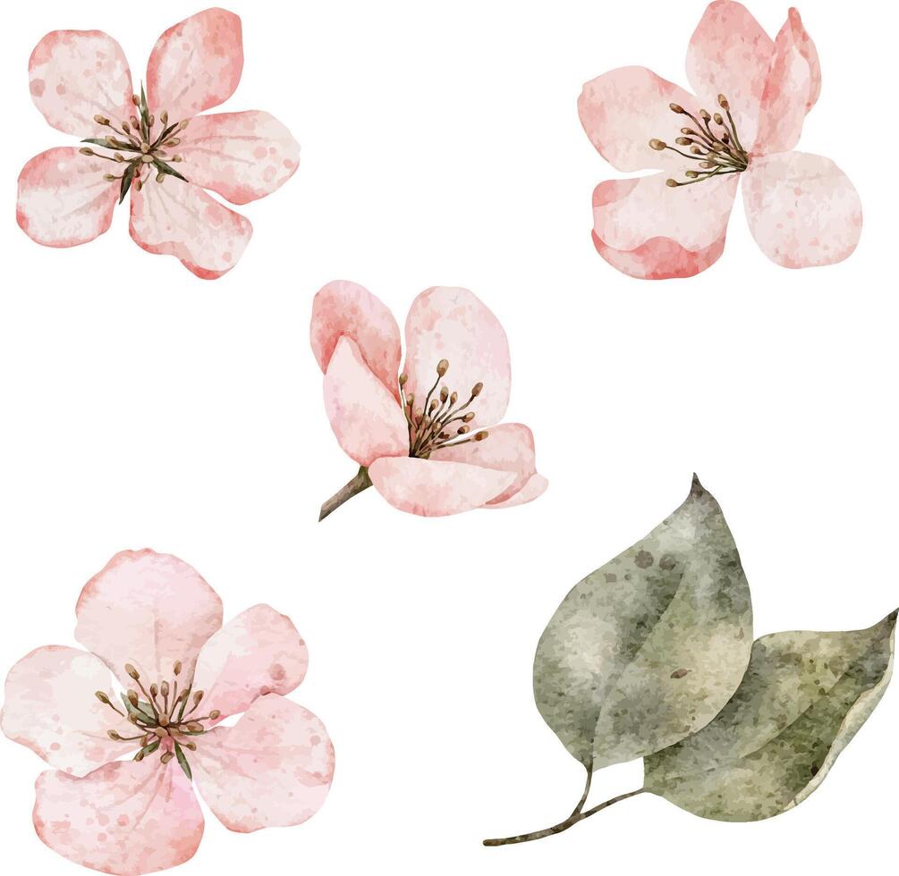 Set of watercolor pink flowers. Cherry blossom, flowering sakura, spring apple clipart. Hand drawn blooming floral illustration for pack, card, invitation, tags. vector