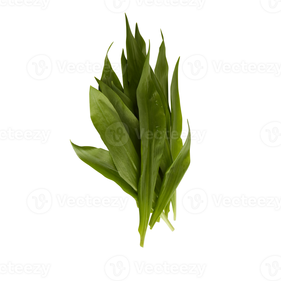 fresh leaves cut out isolated transparent background png