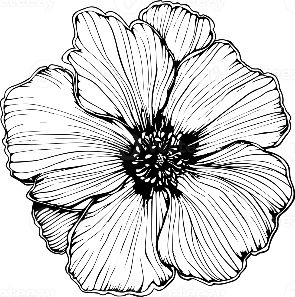 Flower drawing for holiday decoration. png