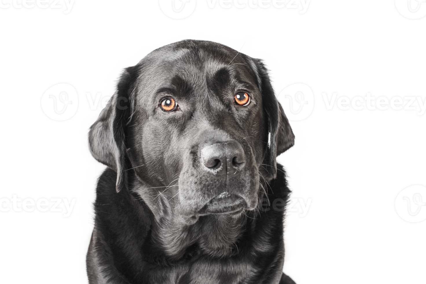 svart hund vuxen isolera. labrador retriever porträtt. png