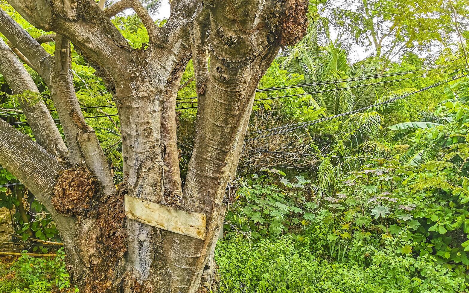 Large tropical tree plant in Puerto Escondido Mexico. photo